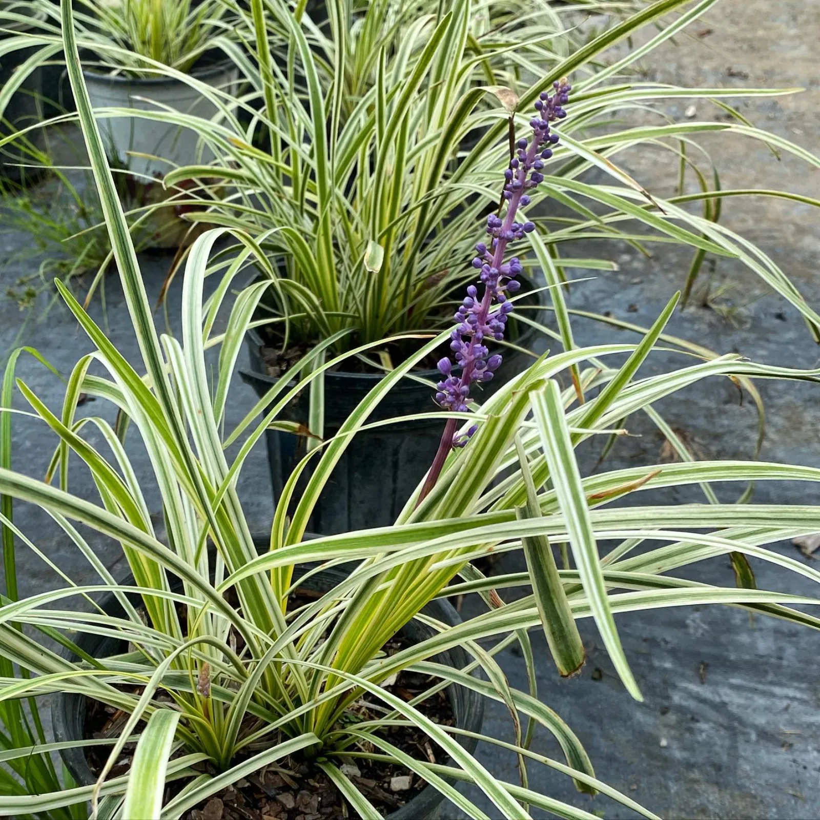 Variegated liriope in nursery pots with purple bloom spikes on the potting rows