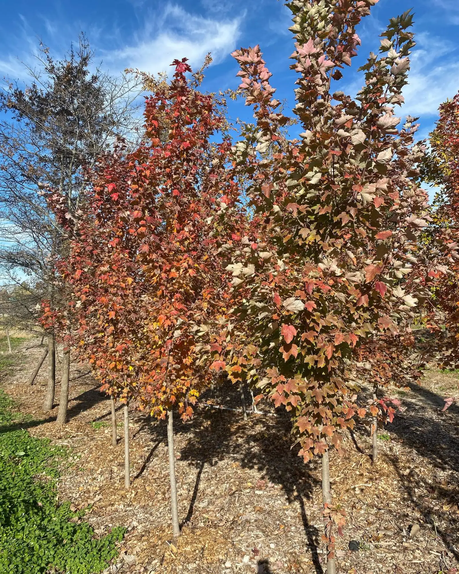 Rows of red maples in full fall color in the Sugarloaf growing fields