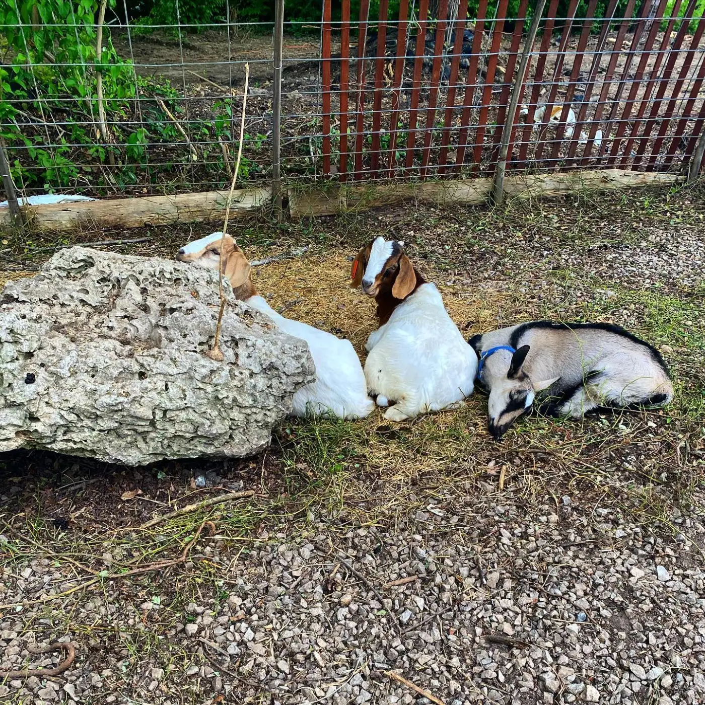 The nursery’s three goats resting beside a limestone boulder